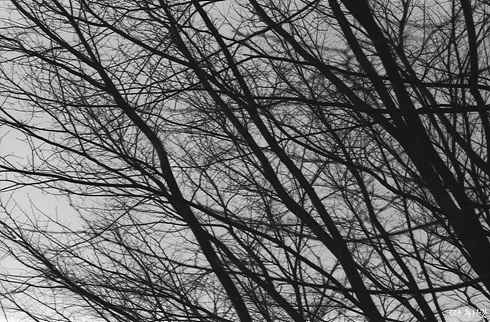 041221_winter_tree.jpg
